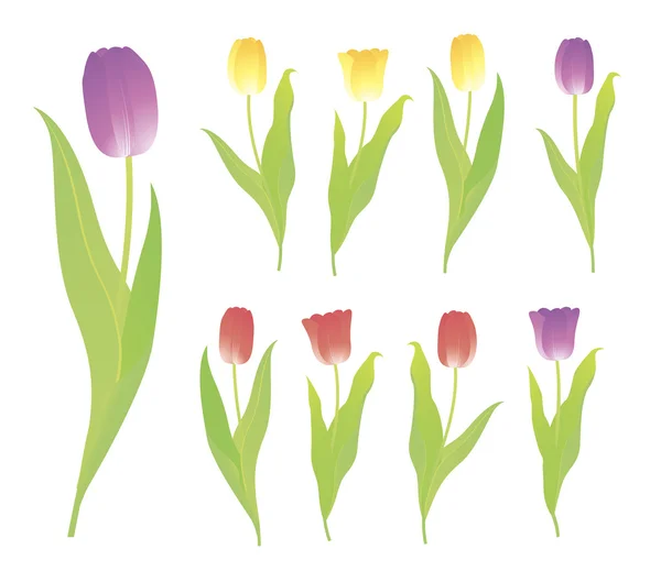 Des tulipes. Vecteur . — Image vectorielle