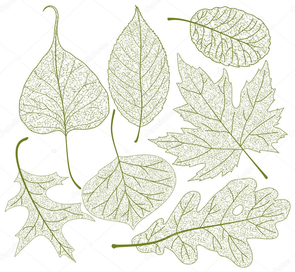 Leaf skeletons vector set.