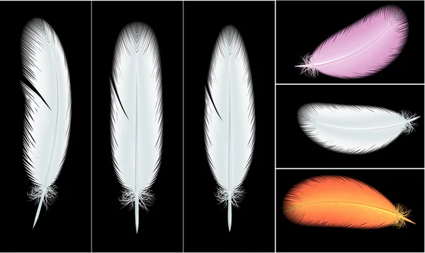 Feathers. — Stock Vector