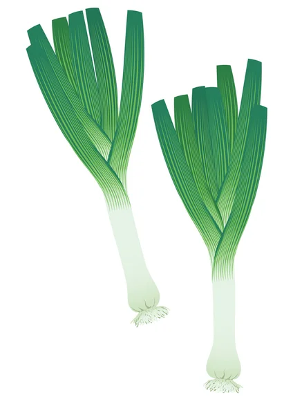 Leek. Vector illustration. — Stock Vector