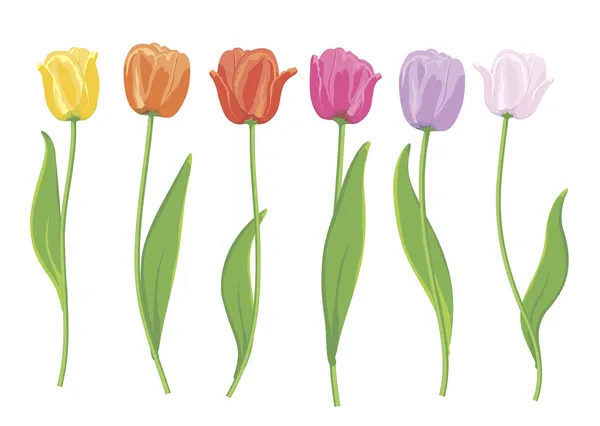 Color tulips. — Stock Vector