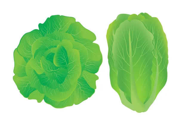 Lettuce. — Stock Vector