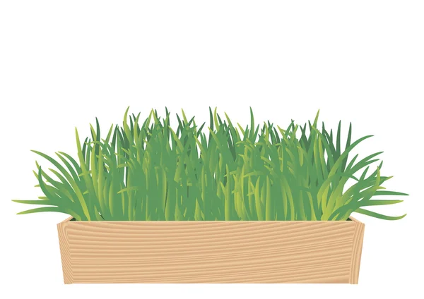 Healthy grass in the wooden box. — Stock Vector