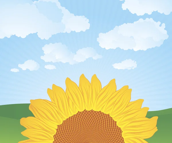 Sunflower. — Stock Vector