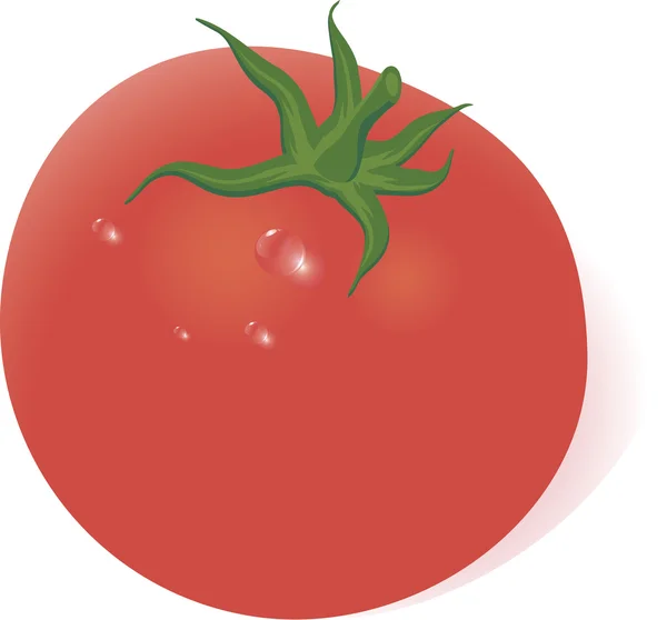 Frische Tomaten. . — Stockvektor
