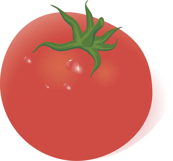 Tomate fresco . . —  Vetores de Stock