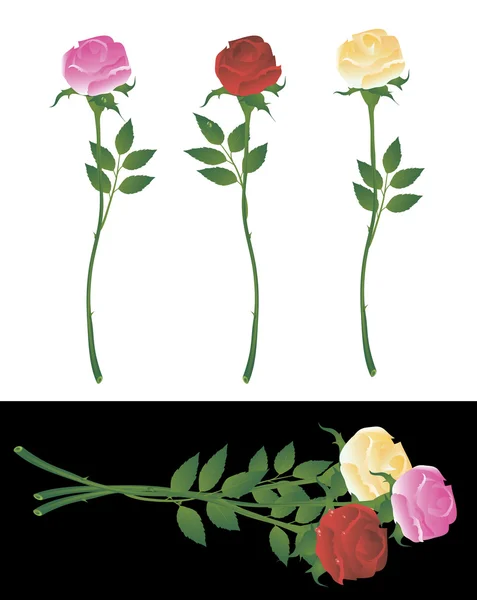 Τριαντάφυλλα. διάνυσμα. — Διανυσματικό Αρχείο