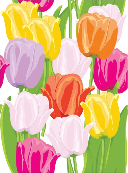 Tulipes. — Image vectorielle