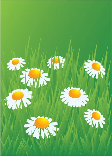 Camomiles in the grass — Stock Vector