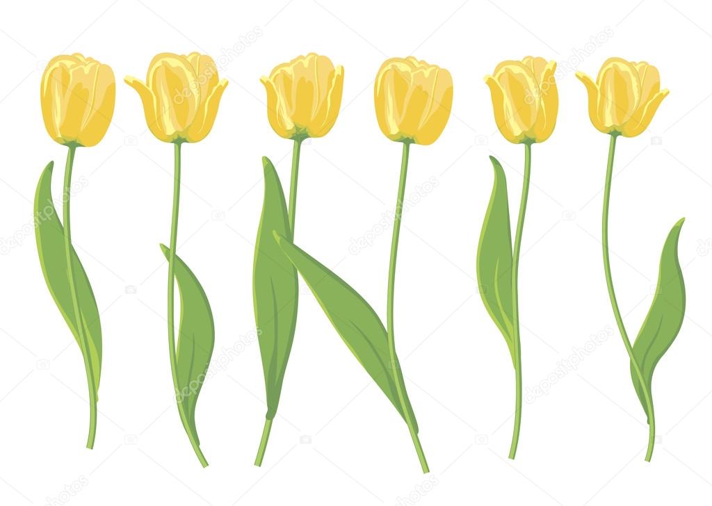 Yellow tulips.