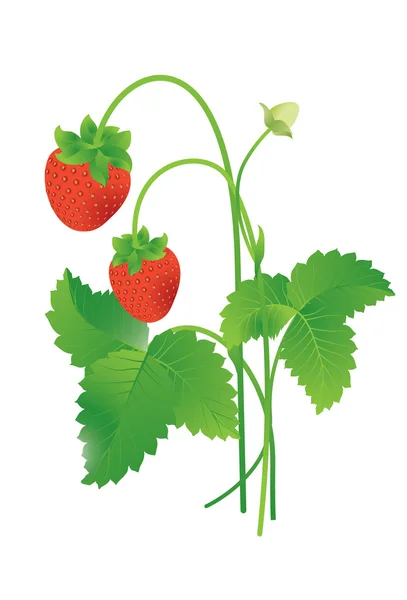 Strawberry. - Stok Vektor