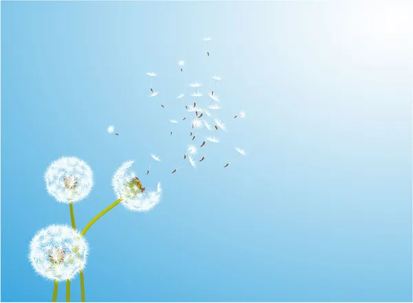 Dandelion glowing by the wind. — Stock Vector