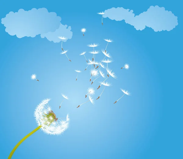 Dandelion glowing by the wind. — Stock Vector