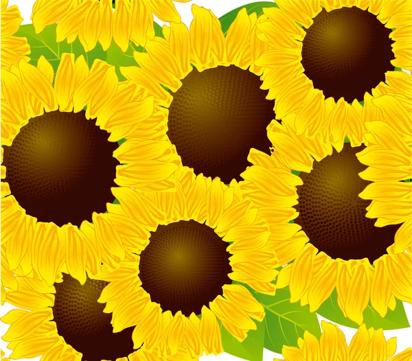 Sunflowers seamless background. — Stock Vector