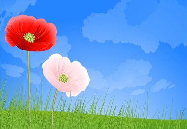 Poppy. vektör.