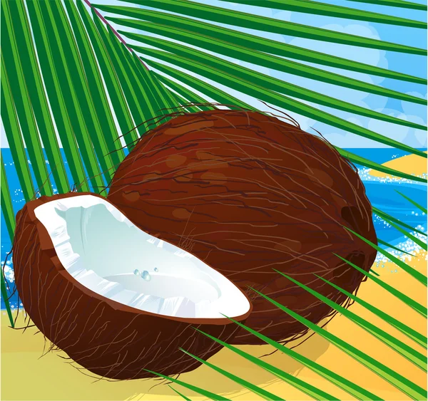 Noix de coco. — Image vectorielle