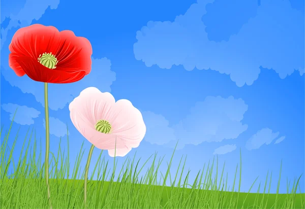 Poppy. Vector. — Stock Vector