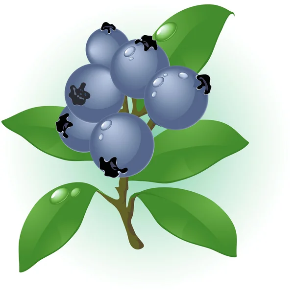 蓝莓. — 图库矢量图片