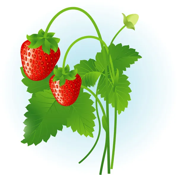Strawberry. — Stock Vector