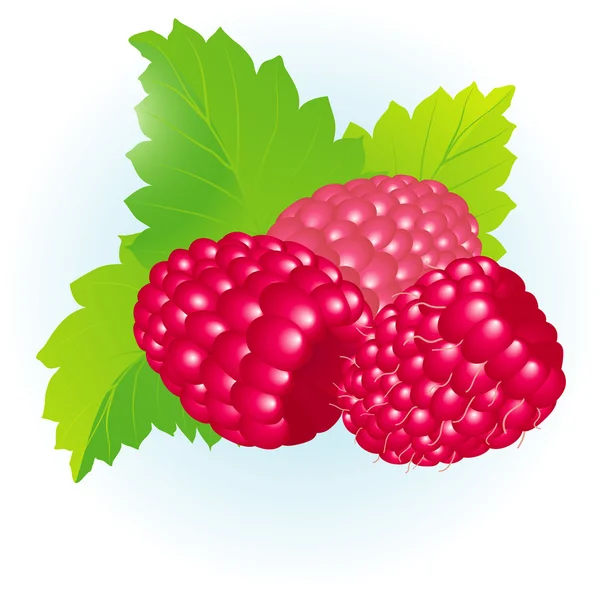 Raspberry. — Stock Vector