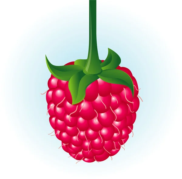 Raspberry. — Stock Vector