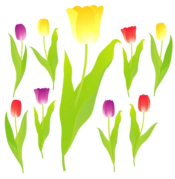 Tulips. Vector. — Stock Vector