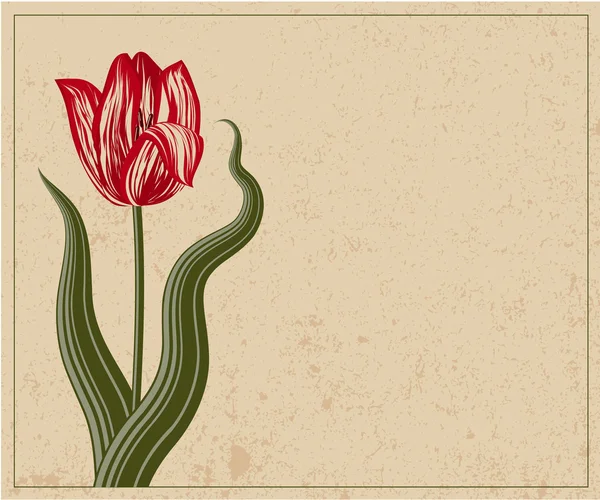 Tulipán. Plantilla Vector Vintage . — Archivo Imágenes Vectoriales