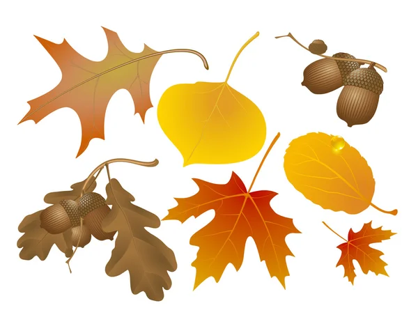 Autumn decoration elements. — Stock Vector