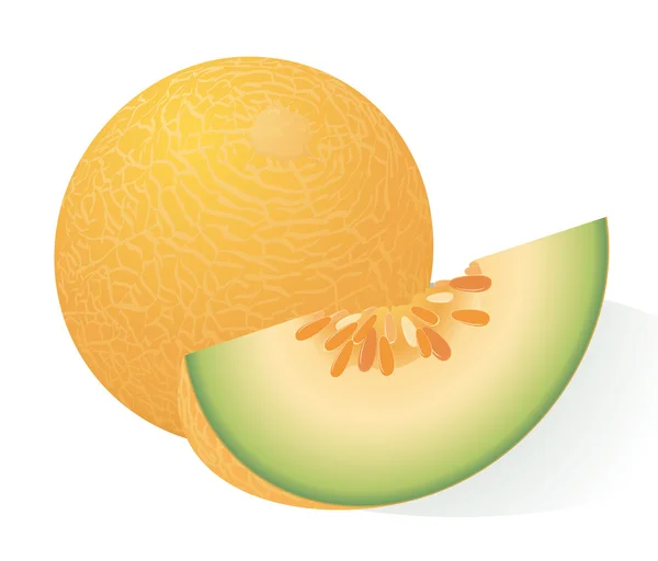 Melone maturo . Illustrazione Stock