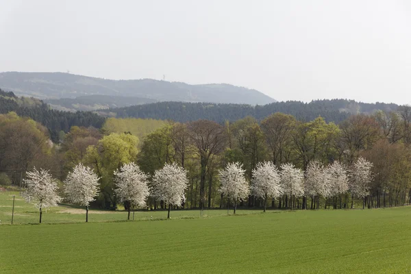 Våren landskap med körsbärsträd i holperdorp, norr rhine-westphalia, Tyskland, Europa — Stockfoto