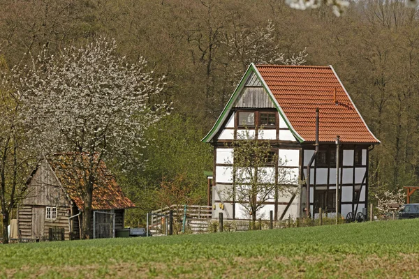 Fachwerkhaus mit Kirschblüte in Deutschland — Stockfoto