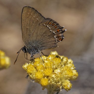 Satyrium ilicis, çobanpüskülü hairstreak helichrysum italicum bloom, Güney Fransa'da, Avrupa tarihinde