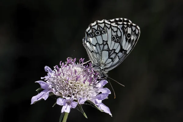 Melanargia galaksisi, Mermer Beyaz Kelebek — Stok fotoğraf