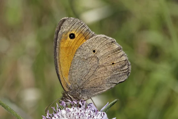 Maniola jurtina, Kupu-kupu Meadow Brown (jantan) — Stok Foto