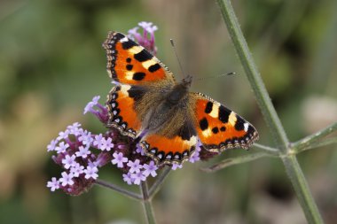 verbena bonariensis (Arjantin Mine çiçeği) Almanya, Avrupa üzerinde küçük kaplumbağa kabuğu (Nymphalis urticae, nymphalis urticae)