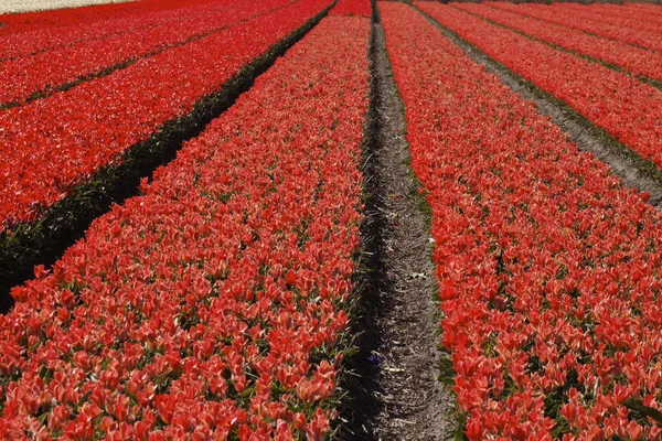 Tulipán pole poblíž noordwijkerhout, Jižní Holandsko, Nizozemsko — Stock fotografie