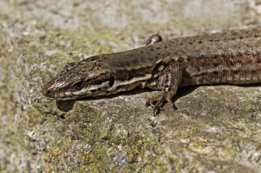 Viviparous kertenkele (lacerta vivipara) ya da Almanya, Avrupa ortak kertenkele