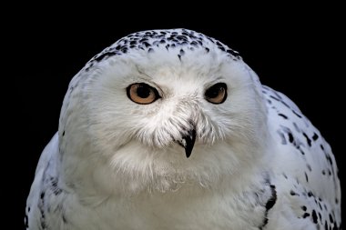 kar baykuşu (bubo scandiacus) arctic baykuş, harfang Avrupa'dan gelen büyük beyaz baykuş, İzlanda kar baykuşu