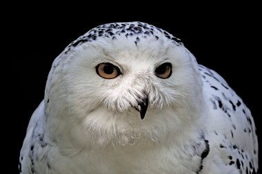 Snowy Owl (Bubo scandiacus) Arctic Owl, Great White Owl, Icelandic Snow Owl, Harfang from Europe clipart