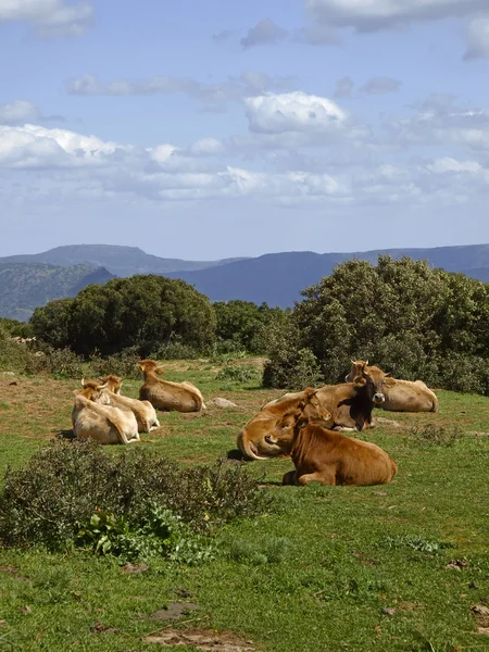Коровы на юго-востоке Сардинии возле Армунджи, Италия, Европа — стоковое фото