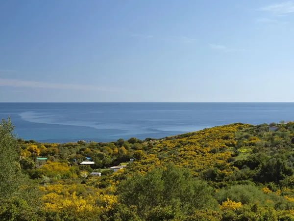 Paesaggio con arbusti di ginestra in primavera nei pressi di Arbatax a Capo Bellavista, Sardegna, Italia, Europa — Foto Stock