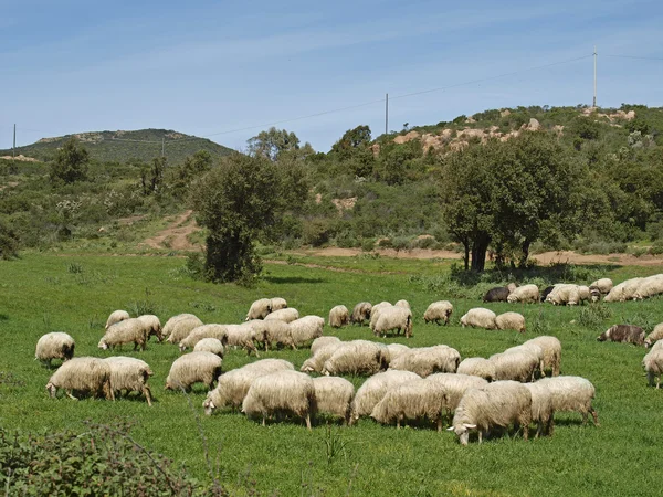 Fårskock nära gennamari i southwesten av Sardinien, Italien, Europa — Stockfoto