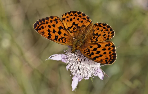 Brenthis daphne, Marbled Fritillary in Southern France, Europe — Stock Photo, Image