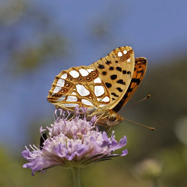 Issoria lathonia, Queen of Spain fritillary in Southern France, Europe — Stock Photo, Image