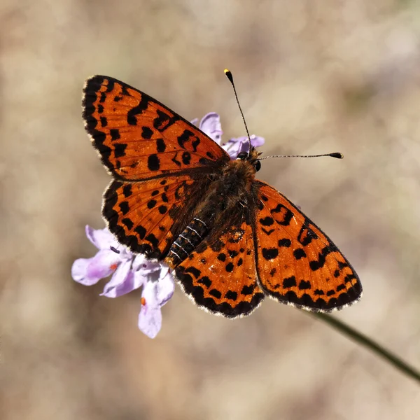 Melitaea didyma, Spotted fritillary or Red-band fritillary (male) from France, Europe — Stock Photo, Image