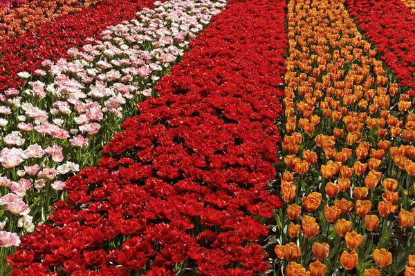 Campo de tulipanes cerca de Lisse, Holanda del Sur, Países Bajos, Europa — Foto de Stock