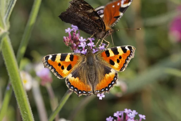 Peacock Butterfly (Nymphalis io, Inachis io)- European Peacock and Small Tortoiseshell on Purpletop Vervain in Germany, Europe — Stock Photo, Image