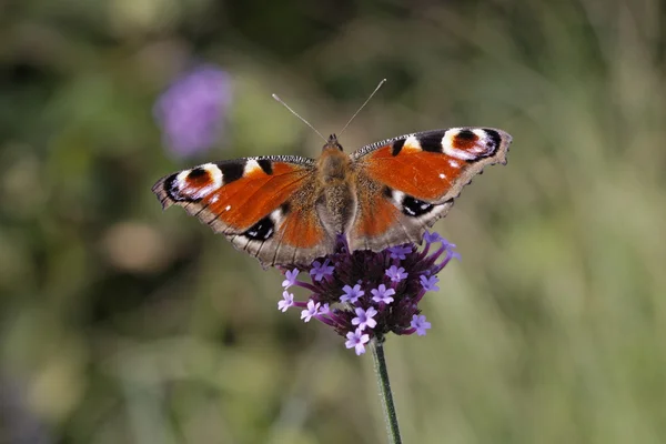 Farfalla di pavone, Pavone europeo sulla verbena viola, Verbena in Germania, Europa — Foto Stock