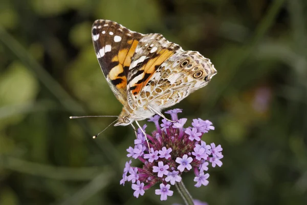 Vanessa cardui, Cynthia cardui, Farfalla dipinta su Verbena bonariensis, verbena argentina in Germania, Europa — Foto Stock