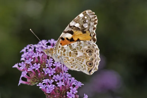Vanessa cardui, cynthia cardui, verbena bonariensis boyalı Bayan kelebek, Almanya, Avrupa Arjantinli Mine çiçeği